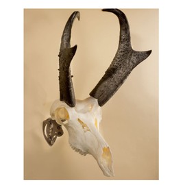 Skull Hooker Mini Gancho de Calavera – Kit Perfecto para Colgar y Montar Oso de taxidermia, Ciervo pequeño, Cuernos y Otras Calaveras más pequeñas para exhibición, café Robusto