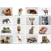 the lazy panda card company 64 Animal Postcards - Postcards