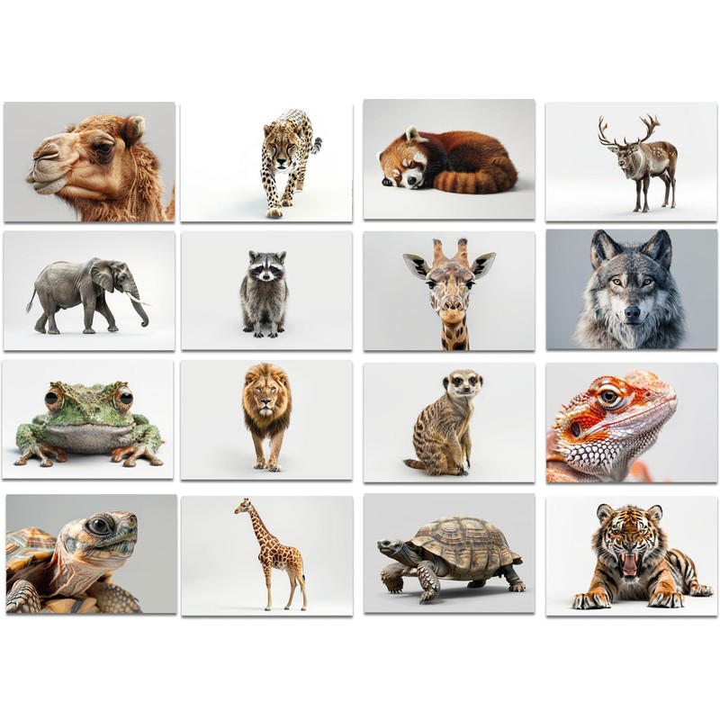 the lazy panda card company 64 Animal Postcards - Postcards