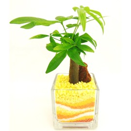 Pakira, Hydroculture, Glass Planting, Small (Sand Orange), Easy to Clean, Perfect Gift, Safe for Indoor Use in Soilless Hydroponics, Place Green in Your Room and Relax in Clean Air