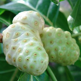 Palm Beach Medicinal Herbs - Noni Tree (Morinda Citrifolia) - Packet of 10 Seeds