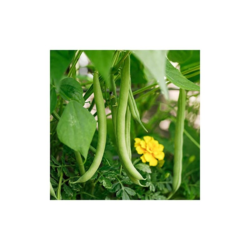Everwilde Farms - 1 Oz Organic Provider Green Bean Seeds