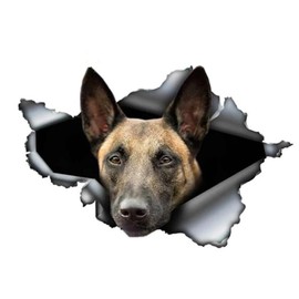 Car Sticker Belgian Malinois Car Sticker 15 cm (5.9 Inch) 3D Ripped Sticker Waterproof Belgian Shepherd Pet Dog Sticker Laptop Sticker Reflective Sticker