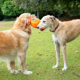 GoodBoy - Juguete para Perro con Cuerda para Jalar - Juguete Interactivo muerde jala y estira - Juguete Suave para Perro - Juguete de Material...     