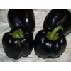 Black Sweet Bell Pepper Seeds for Planting Around 25 Seeds