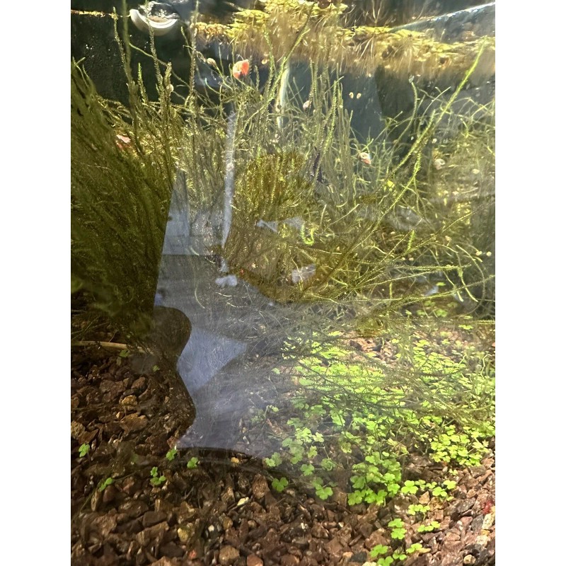 *INSTANT AQUARIUM CYCLE* Bacteria Starter With Live Microfauna + Plants