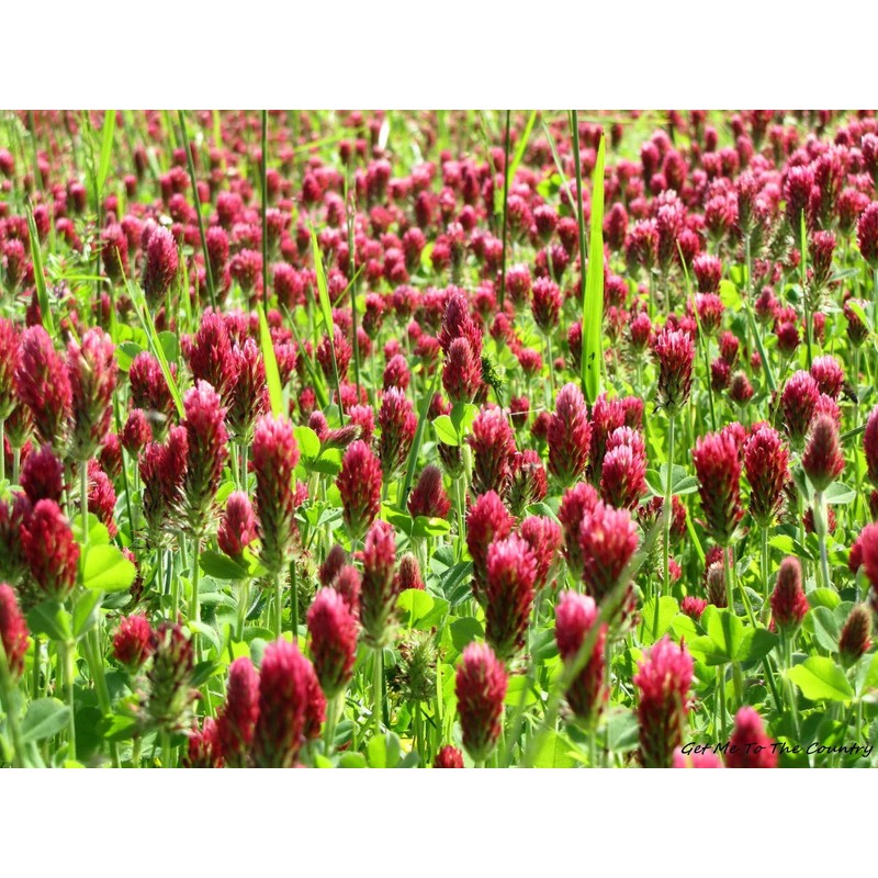 1,400 Red Crimson Clover Seeds for Planting 7 Grams Trifolium