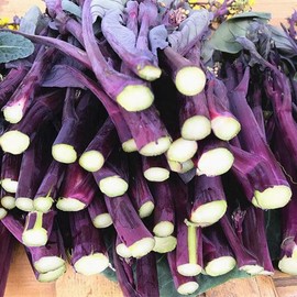 500+ Organic Kale Seeds for Plating Outdoors Plan Your Vegetable Kale in Containers Gardening Growing by Season