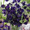 Outsidepride Sweet Peas Royal Navy-Blue - 250 Seeds