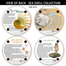 Premium Quality Laser Art Engraved Absorbent Cork Drink Coasters by GrafixMat, Set of 4, Natural Cork, Dual Layer Won’t Chip or Break, Cushion Feet, Color Image & Story on Back, Sea Shells