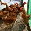 30 Pcs Upgrade Embolus free Chicken Eyes Glasses Plastic Poultry