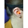Mercury Foam Ear Plugs Comfort Protection Smooth Soft 35dB Sound