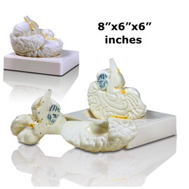 Parco Scientific PBM-B9 Elementary and High School Learning Package. Set of Three Human Anatomy Models, Skeleton, Heart and Brain with Carrying Case