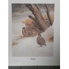 Guy Coheleach "Bobwhite" Signed Print 16 x 20" 1978 Regency