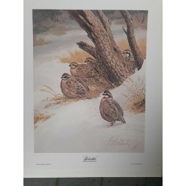 Guy Coheleach "Bobwhite" Signed Print 16 x 20" 1978 Regency House Art