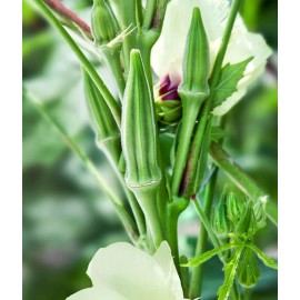 POPPA IN THE GARDEN 100+ Clemson Spineless Okra Seeds Non-GMO Heirloom | USA Grown