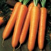 RAISE ME UP: Seeds Carrot Tip Top Non GMO Heirloom