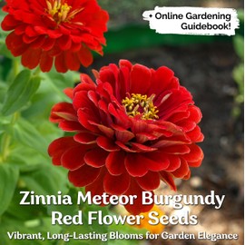 KVITER 100 Meteor Zinnia Seeds for 2025 (Zinnia elegans) – Burgundy Red Zinnias Flower Seeds, Pollinator-Friendly Heirloom Seed for Planting – Ideal for Cutting, Butterfly Outdoor Garden & Borders