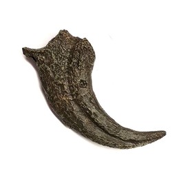 TENET - FOSSILI (TYRANNOSAUR REX CLAW (REPLICA))