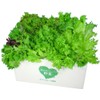 4 Types of Leaf Lettuce Mix, 17.6 oz (500 g) Pack, Commercial Use, Home, and Parties