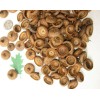 Red Oak 150 Natural Red Oak Acorn caps. APPROX. SIZE