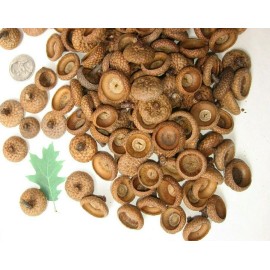 Red Oak 150 Natural Red Oak Acorn caps. APPROX. SIZE NICKLE & LESS - Clean. Grade A