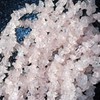 Zenergy Gems CHARGED 18" Rose Quartz Crystal Necklace Tumble Polished