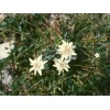 500 Leontopodium alpinum Seeds - Edelweiss Seeds