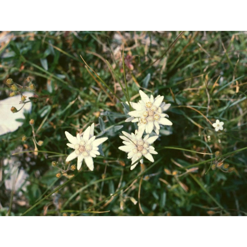 500 Leontopodium alpinum Seeds - Edelweiss Seeds