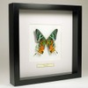 De Museumwinkel.com Urania Ripheus - Rainbow Butterfly - Real Prepared