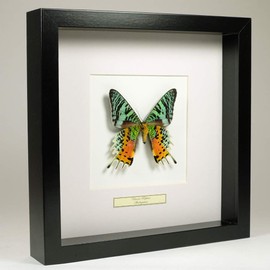 De Museumwinkel.com Urania Ripheus - Rainbow Butterfly - Real Prepared Butterfly Mounted Under Glass in Handmade Black Wooden Frame