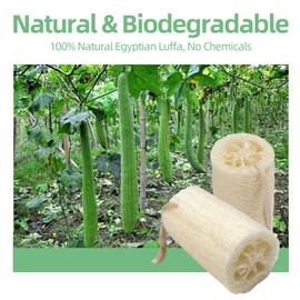 2 Pack Natural Loofah Sponge Exfoliating Body Scrubber Made with Eco-Friendly & Fully Biodegradable for Back Caring spa Body Shower Loofah for Women and Men Daily Skin Care