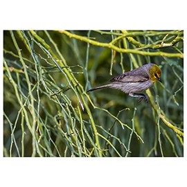 Will Davis Studios Verdin Jumps to the Next Branch Photography Fine Art All Occasion Greeting Card. (Blank Inside)