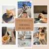 Slow Feeder Dog Bowl: The Slowdown Bowl is A Modern,
