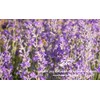 500 g Raw Bee Pollen Wildflowers and Forest Herbs, Unheated,