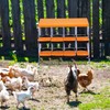 Chicken Nesting Boxes,8 Compartment Metal Roll Away Nest Box for
