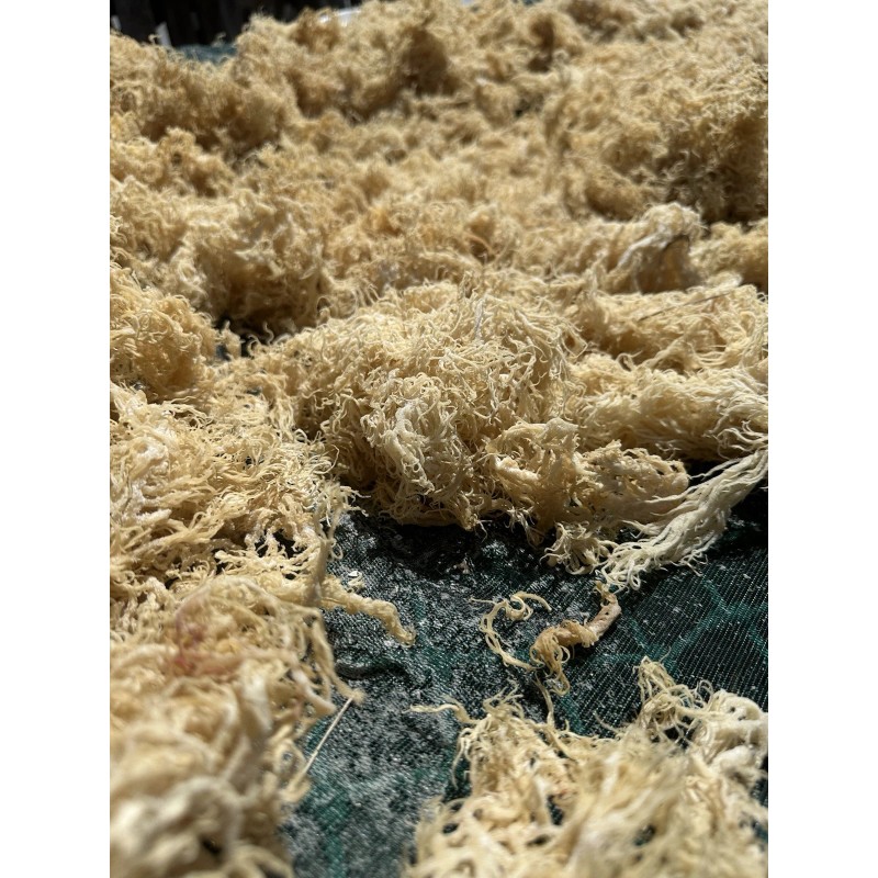 TrueSeaMoss Natural Sea Moss 8oz 100% Wildcrafted Caribbean Seamoss Superfood