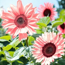 Nygardenia 50PCS Iris Tectorum Rose Sunflower Seeds - Non-GMO Heirloom Variety Pink Blooms