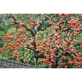 TomorrowSeeds - Japanese Persimmon Tree Seeds - 10+ Count - for 2025 Planting Diospyros Kaki Fuyu Hachiya Asian Chinese Oriental Sharon Perennial Fruit Grow Your Own Home Farm Patio Healthy