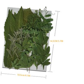 Dried Pressed Leaves Flowers for Craftsl Bulk Natural Leaves for Pressed Leaf Art Craft DIY, Epoxy Resin Jewelry Molds, Candle, Soap Making, Nails Décor (Leaf, 70 Pcs)