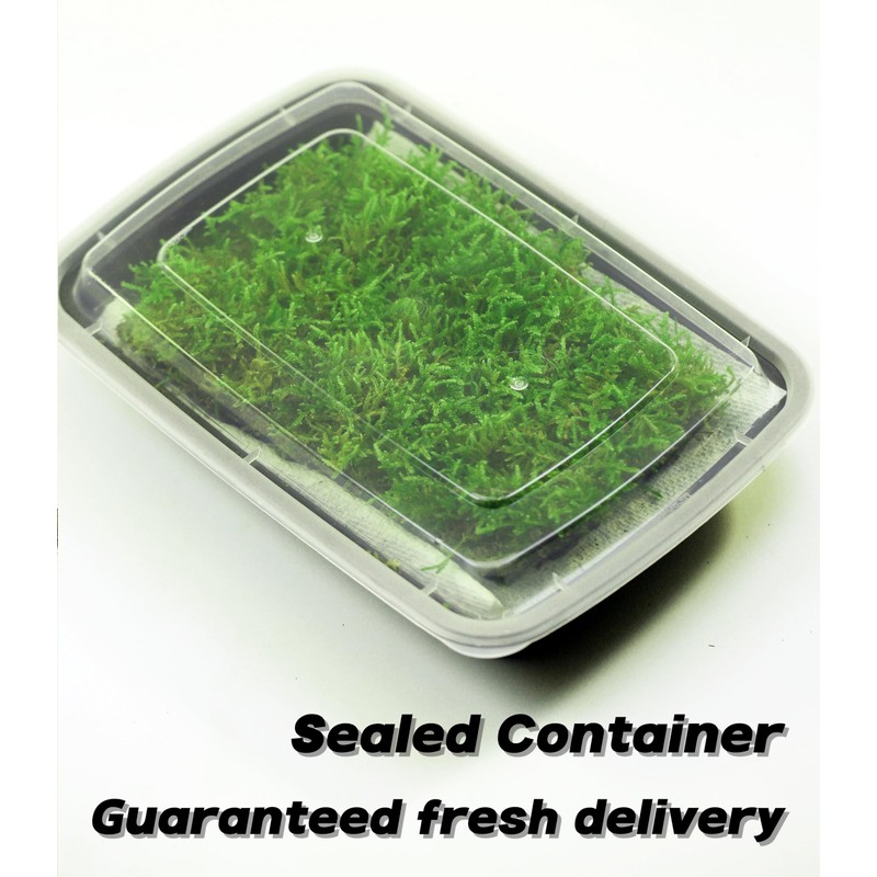 LUCKY PLANT Fresh Live Moss Variety Pack - Ideal for