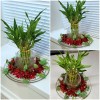 Lucky Bamboo 7 Lucky Bamboo Plants 6 inches, FREE BUTTERFLY