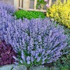 Catmint Seeds Perennial Herbaceous Plant Aromatic Foliage Prolonged Flowering Period