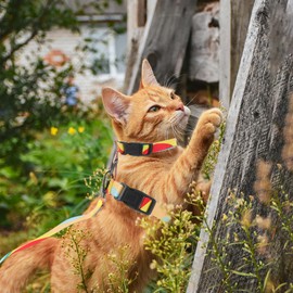 CAPASTEC Cat Harness and Lead Set, Chest Harness, Escape Proof Cat Harness for Large and Small Cats, Lightweight Soft Pet Harness for Travel and Walks, Orange