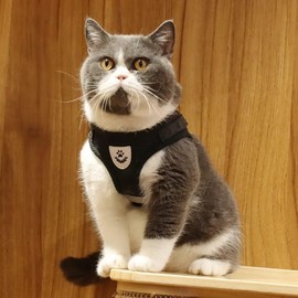 TALACANO Cat Harness with Lead - Cat Harness with Lead Escape Proof - Cat Harness - for Small Cats - Cat Lead - Puppy Harness with Lead Set (Small)