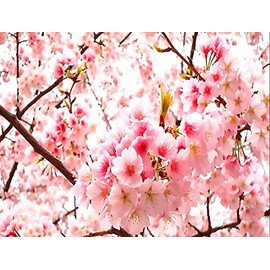 Prunus serrulata (Japanese Flowering Cherry, Sakura, Hill Cherry, Oriental Cherry, East Asian Cherry) Tree Seed by MySeeds.Co, You Choose The Quantity (1/2 oz (187 Seed))