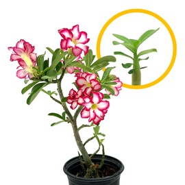 ragnaroc Live Succulents – Adenium Obesum Desert Rose 3-6” Tall 2" Plug - 5ct - Color When Flowering May be Pink or Red, Bonsai Caudex - Live Arrival Guaranteed - House Plants for Home Decor & Gift