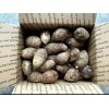 Plant 20 - ELEPHANT EAR BULBS (Easy to grow)  LIVE