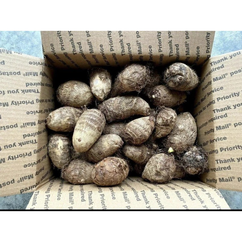 Plant 20 - ELEPHANT EAR BULBS (Easy to grow)  LIVE