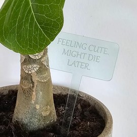 TIELO Feeling Cute, Might Die Later - Funny Plant Stake Accessory Plant Lover Gift Meme Green (1)